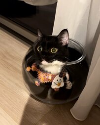 まだ5月なのにハロウィンが待ち遠しい元保護猫ちゃん？！グッズといっしょに水槽に収まる様子がかわいい