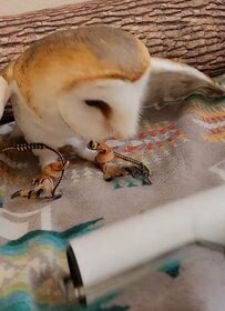 【戦うフクロウ】コロコロが気になる！爪とクチバシで攻撃する姿が愛らしい