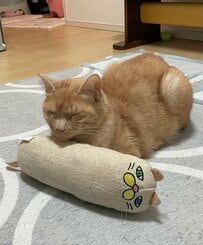 「好きだねぇ、それ」お気に入りのおもちゃに寄り添って離れない「元保護猫」　愛らしい姿にほっこり