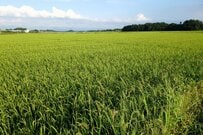 田んぼの中にいた「サギ集団」を思わず二度見　予想外の多さに「集まりすぎ」「カモを探してる？」