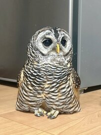【座っているフクロウ】「悶絶する…」ちまっと座るフクロウさんのあんよが「可愛すぎる」とSNSで注目