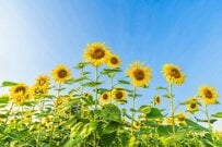 厚生年金と国民年金「年間240万円超」受給している人はどのくらいいるの？ 年金一覧表でシニアの平均月額も確認