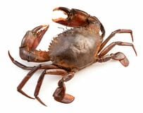 カニにアジを食べさせると…　意外な変化に注目集まる「すっごくキレイ」