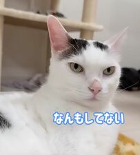 猫ちゃん、毛繕い中に舌が出ちゃう！？「なんもしてない」と澄ました表情が笑える！