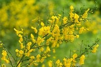 【ガーデニング】スタイリッシュな庭に植えたい「美しい花咲く低木」6選。五感で楽しむ美しい花木たち