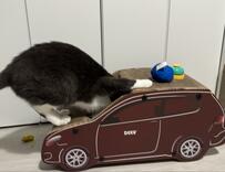 車のおもちゃで遊ぶ猫　まるで「盗人」のような姿にホッコリする人続出