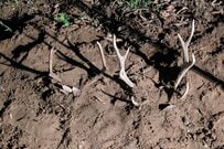 自宅の庭に生える「木の枝のようなもの」に強烈な違和感　「まさかの正体」に思わず二度見