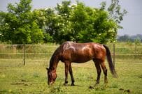 不機嫌そうに「何かを訴える馬」が話題に　一目で分かる理由に「こりゃまた派手に…」