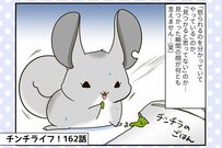 【チンチライフ第162話】祭さんに怒られたときのリアクションが可愛い？怖い？チンチラさんたち