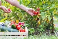 小林綾子、自宅で収穫した夏野菜で作る自家製サラダが反響「良い色してますね！」「新鮮で美味しそう」GWに植えた苗が成長