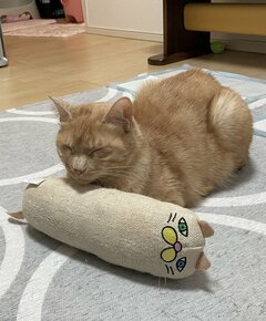 「好きだねぇ、それ」お気に入りのおもちゃに寄り添って離れない「元保護猫」　愛らしい姿にほっこり