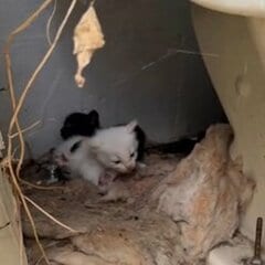 廃墟のトイレにいた母猫と生後間もない子猫たち→警戒する母猫も無事に保護し感謝の声