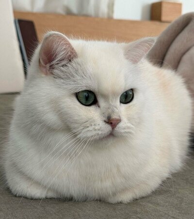 まるでぬいぐるみのように丸さがかわいいももくん