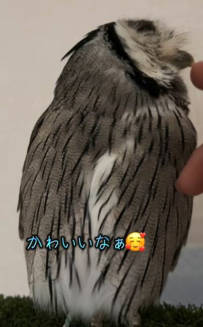 投稿動画のワンシーン