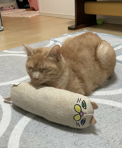 大事にしている様子が伝わってきます