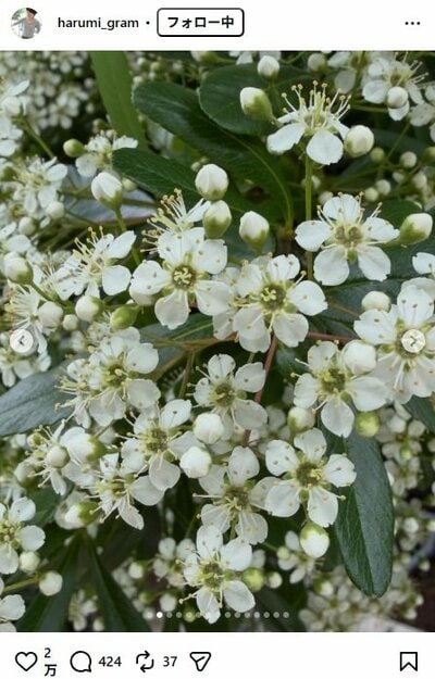 栗原はるみのInstagram投稿