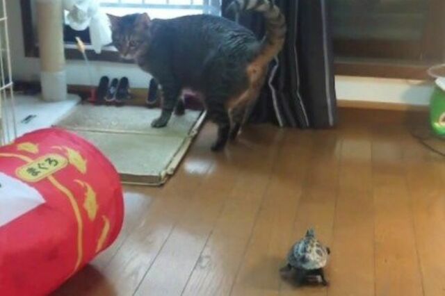 「リアクションが最高」忽然と消えた猫を探す亀　その健気な様子に思わず笑ってしまう