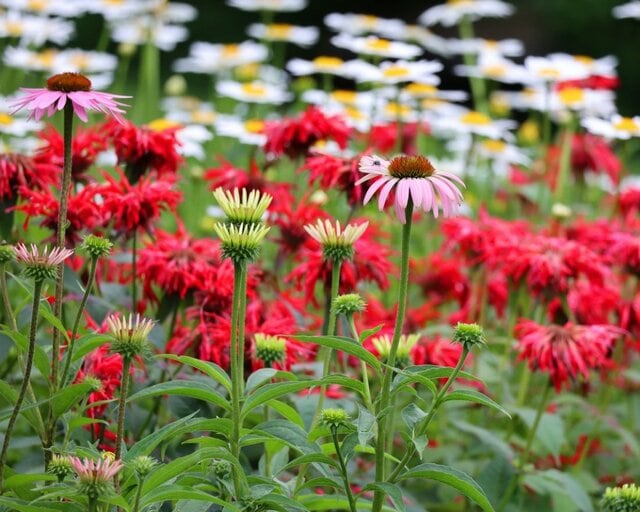 うちの庭に植えてよかった！「植えっぱなし」で毎年猛暑を生き延びている多年草＆球根植物10選