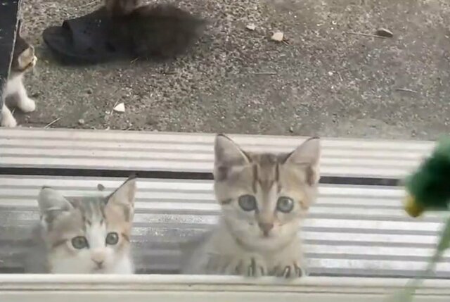 わずか600gだった保護子猫　4ヶ月後の成長姿に愛を感じる