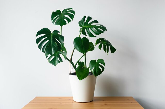 室内で育てる観葉植物【モンステラ】育て方＆飾り方、大きな切れ込みのある葉が個性的でオシャレ