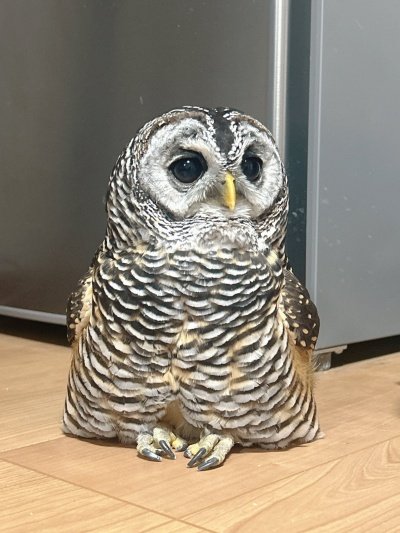 【座っているフクロウ】「悶絶する…」ちまっと座るフクロウさんのあんよが「可愛すぎる」とSNSで注目