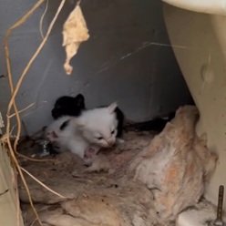 廃墟のトイレにいた母猫と生後間もない子猫たち→警戒する母猫も無事に保護し感謝の声