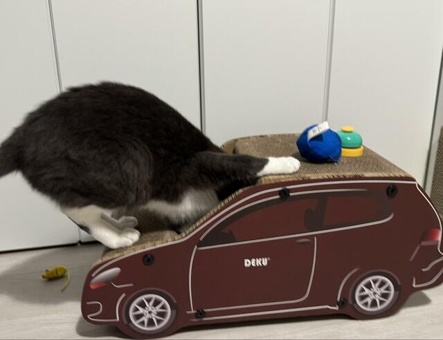 車のおもちゃで遊ぶ猫　まるで「盗人」のような姿にホッコリする人続出