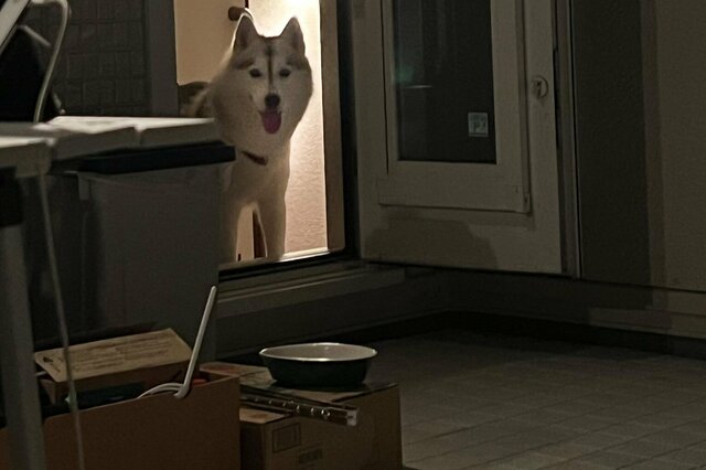 楽しいバーベキューの最中……花火を見て家に逃げ込むハスキー犬がかわいいとTwitterで話題に！