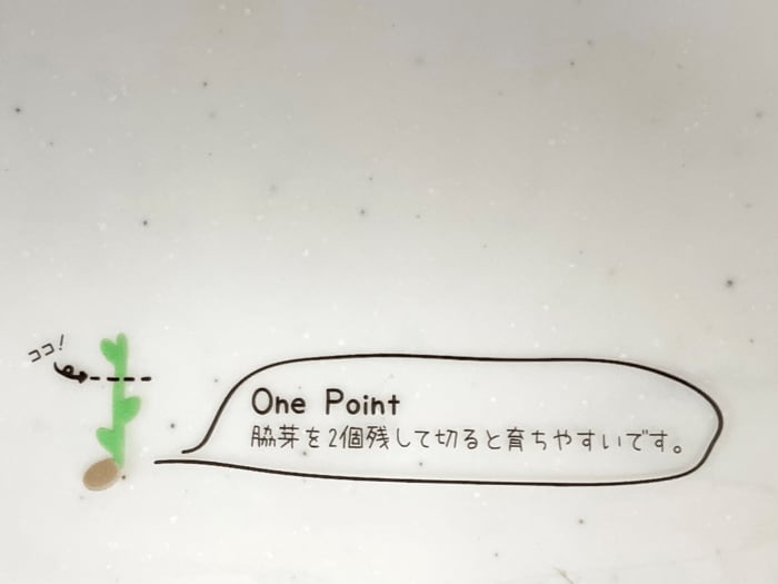 脇芽を2個残して切ると育ちやすいようです