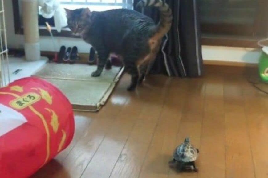 「リアクションが最高」忽然と消えた猫を探す亀　その健気な様子に思わず笑ってしまう