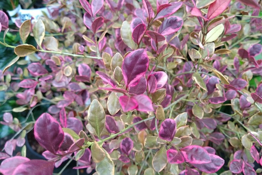 ロフォミルタス・マジックドラゴン　John Caley/istockphoto.com