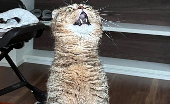 出所：@ponpokopontanu