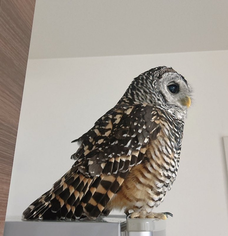 出所：@kanata_akas