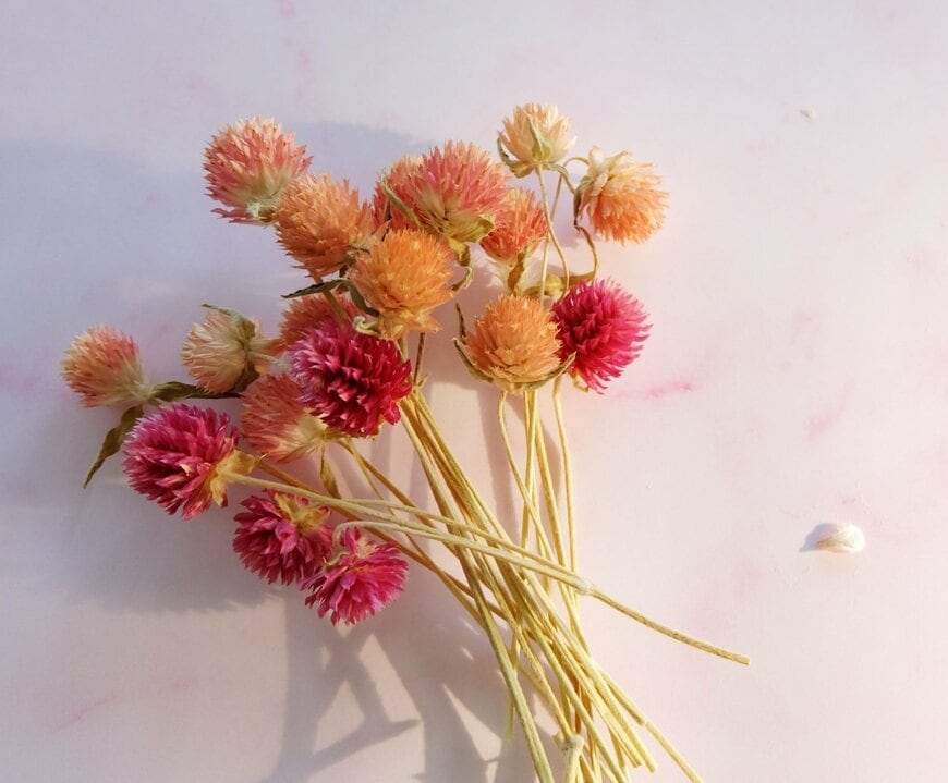 庭の花が「映える室内インテリア」に変身！切り花やドライフラワーで《2度楽しい》夏の花10選