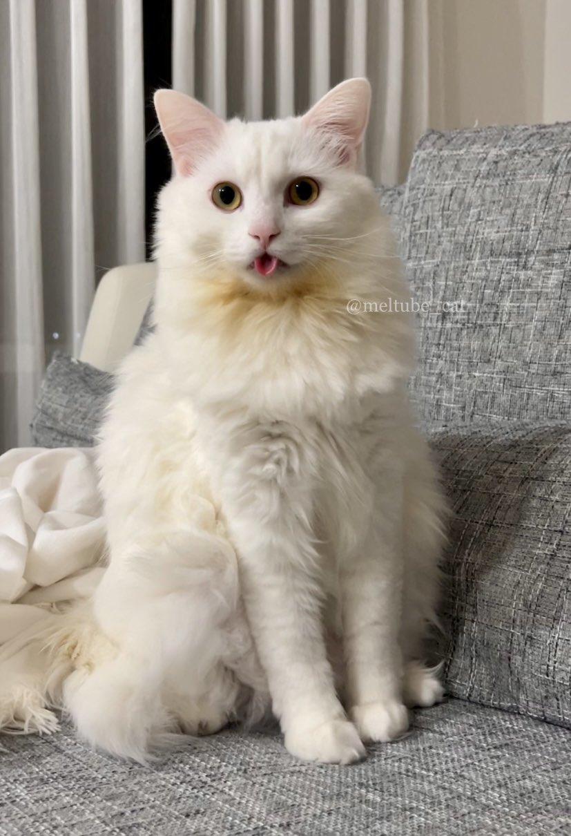 出所：@meltube_cat