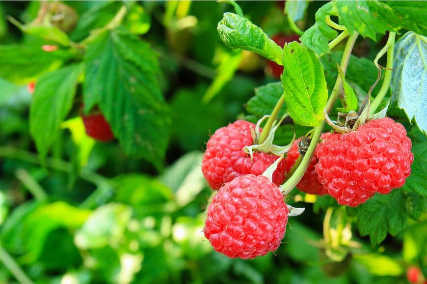 Al.geba/Shutterstock.com