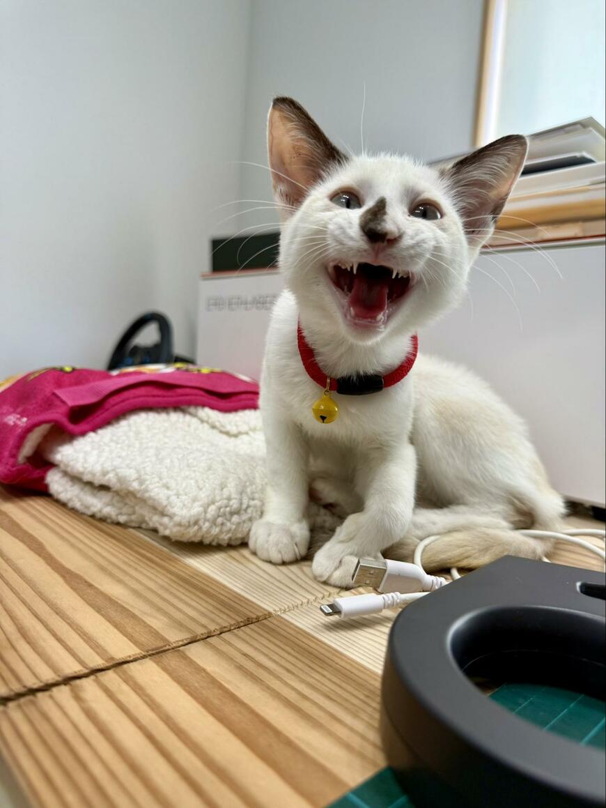 出所：@omochi_nam01