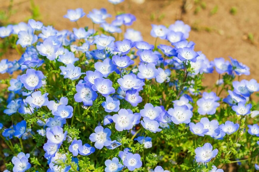 pixy_nook/shutterstock.com