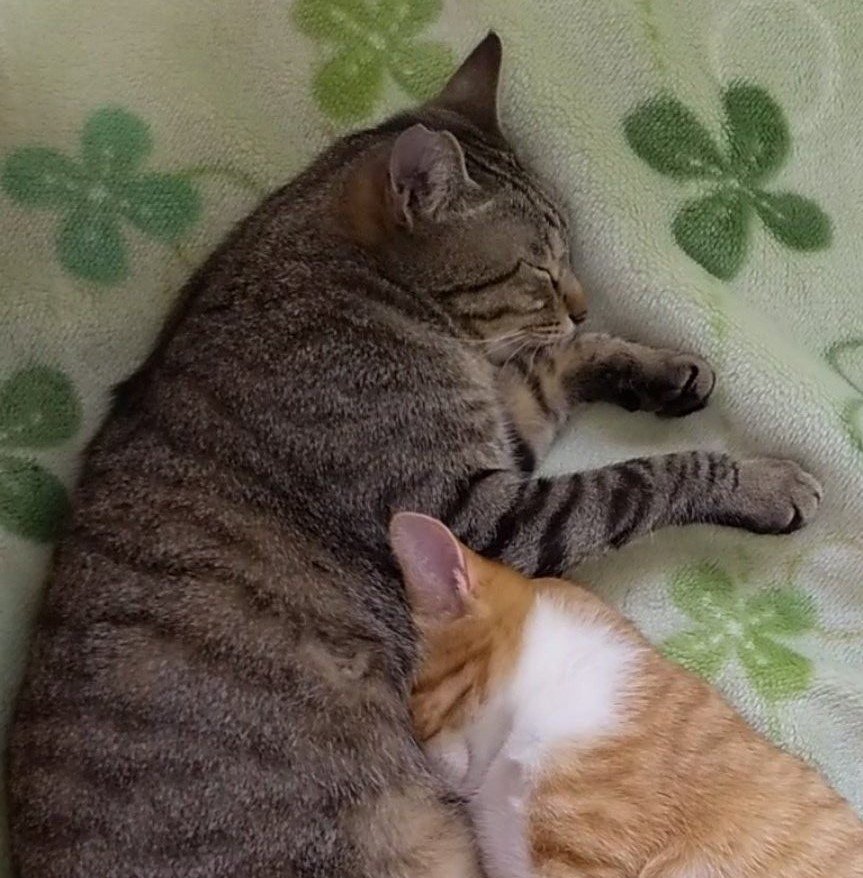 出所：@mero627puri914