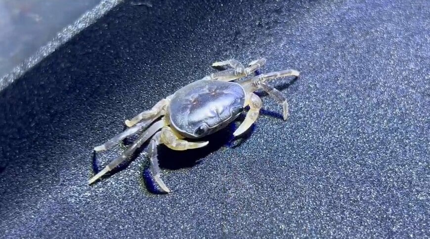 出所：@Ruuaquarium