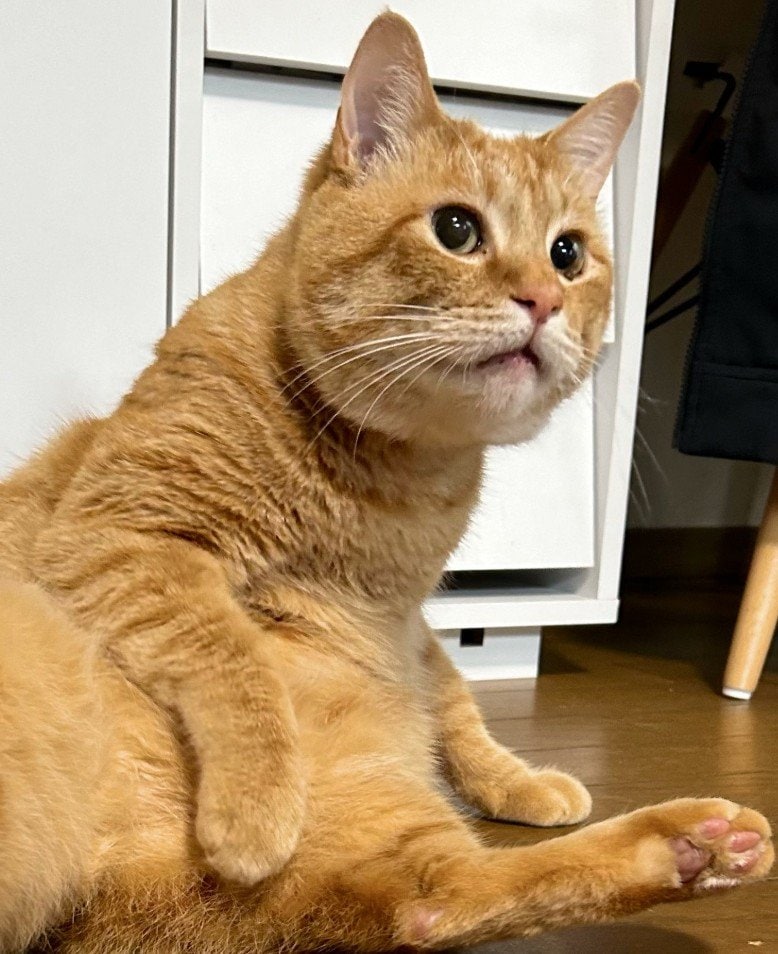 出所：@Beercat_Ana_Dar