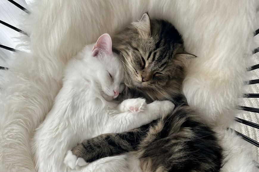 出所：@meltube_cat