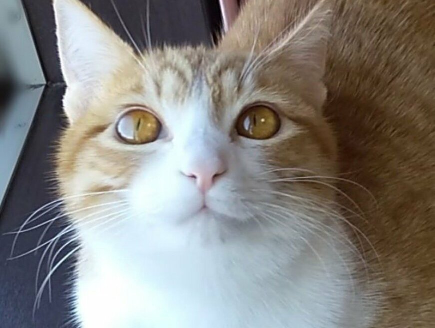 出所：@mero627puri914