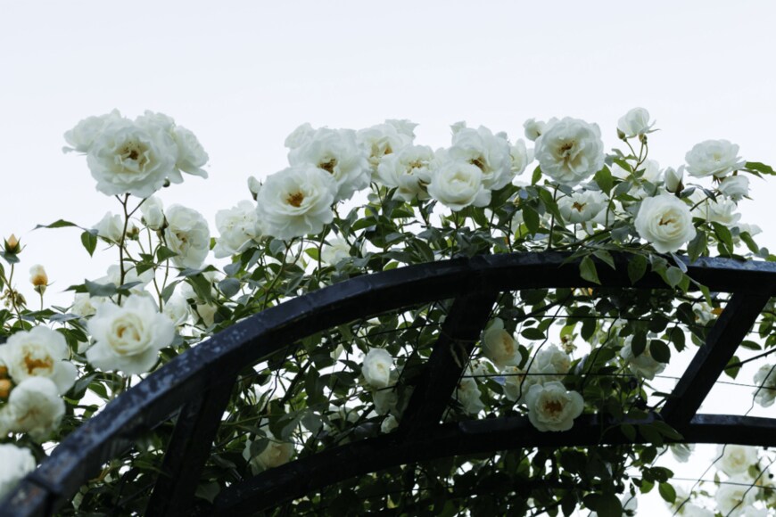 Ua_Biologist/shuttertstock.com