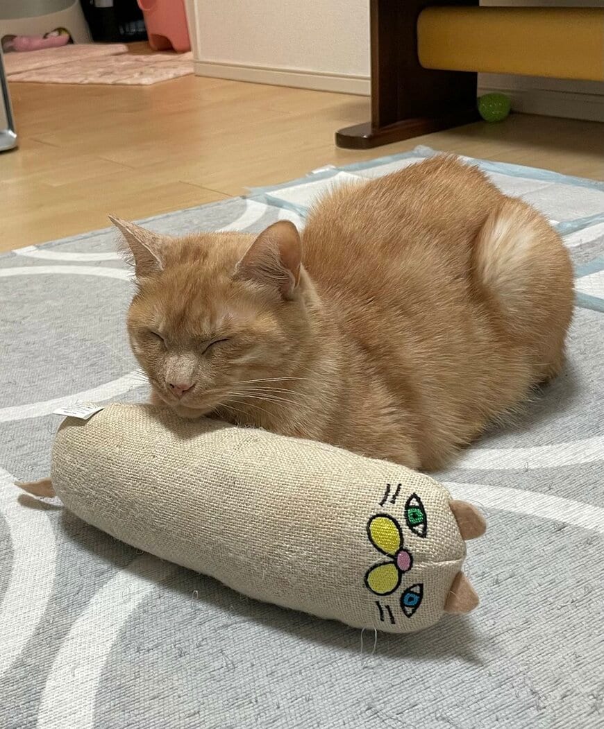 「好きだねぇ、それ」お気に入りのおもちゃに寄り添って離れない「元保護猫」　愛らしい姿にほっこり