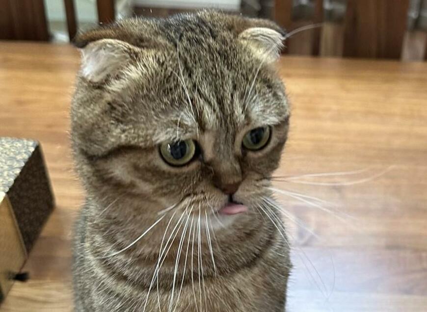 出所：@ponpokopontanu