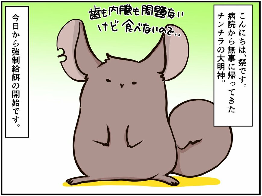 つきっきりの看病は動物でも大変なこと。チンチラ多頭飼いの飼い主の苦悩とは【チンチライフ25話】