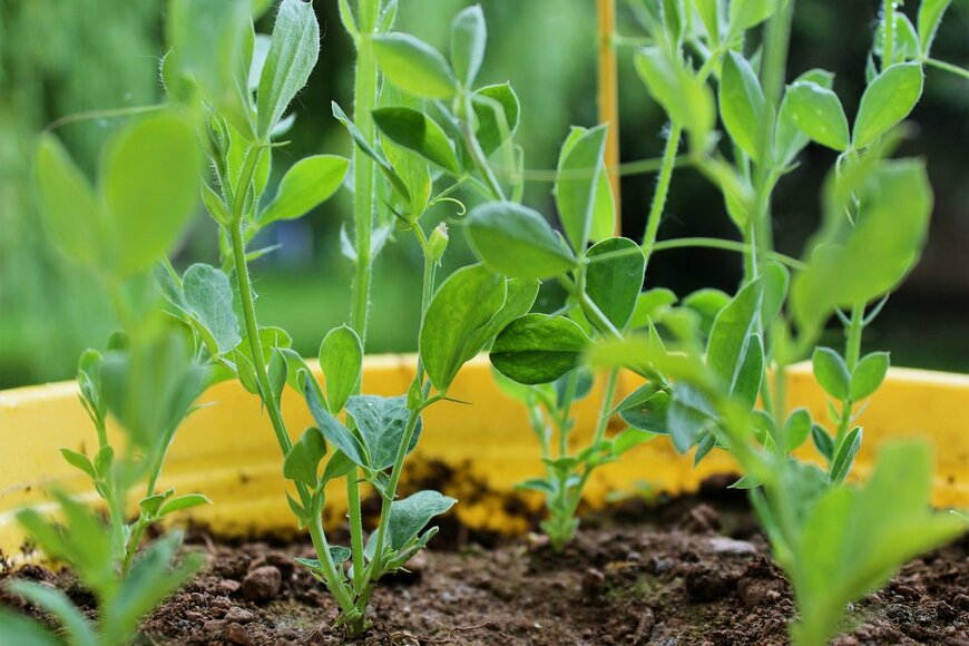 鉢植えの豆（Ssirounarev/Shutterstock.com)