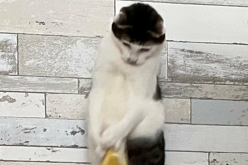 パッツン前髪の元保護猫。完璧なバナナ芸に爆笑