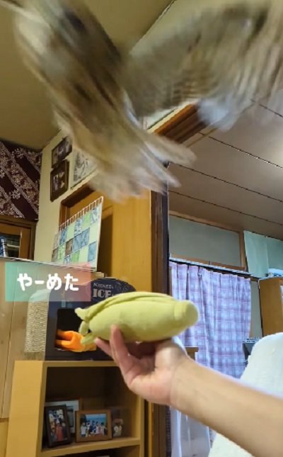 出所：@mori_luna_tawny_owl